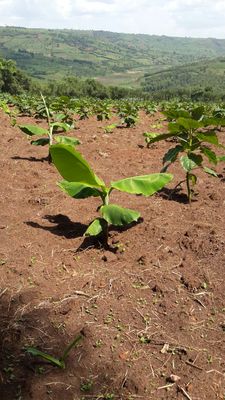 Zima crops growing strong