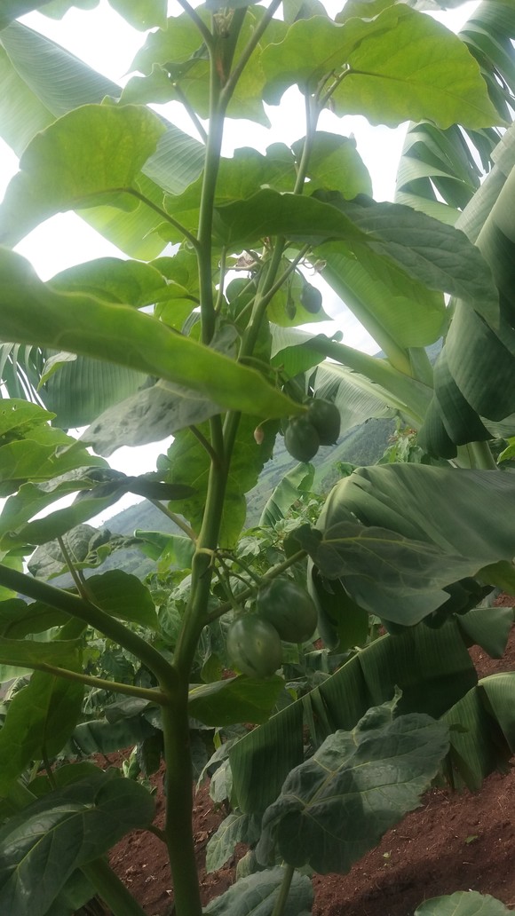 Zima crops growing strong