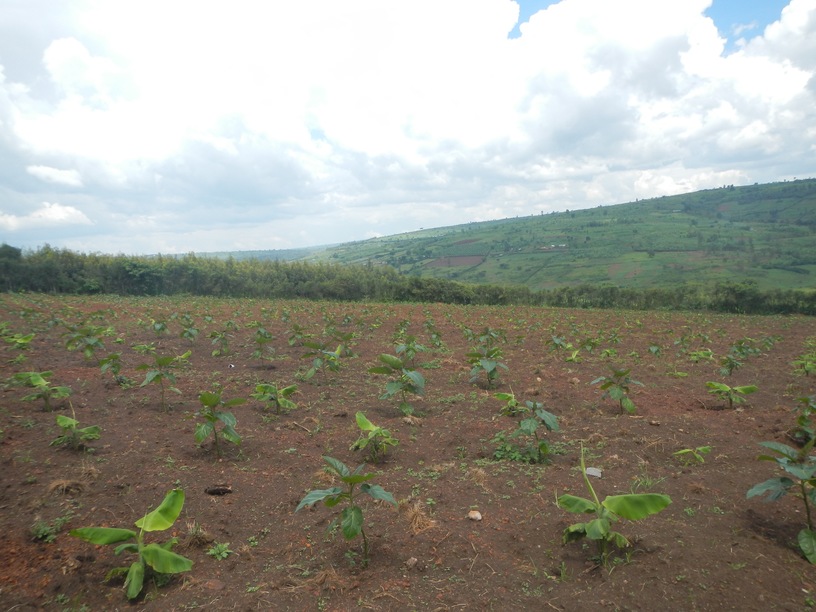 Zima crops growing strong