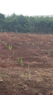 Zima first crops planted