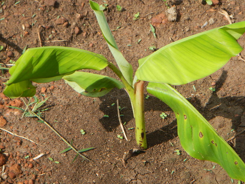 Zima crops growing strong