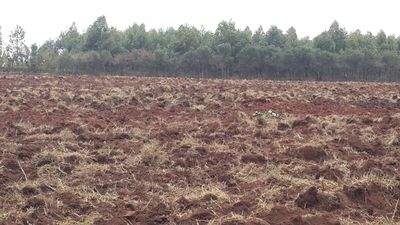 Zima plantation being tilled